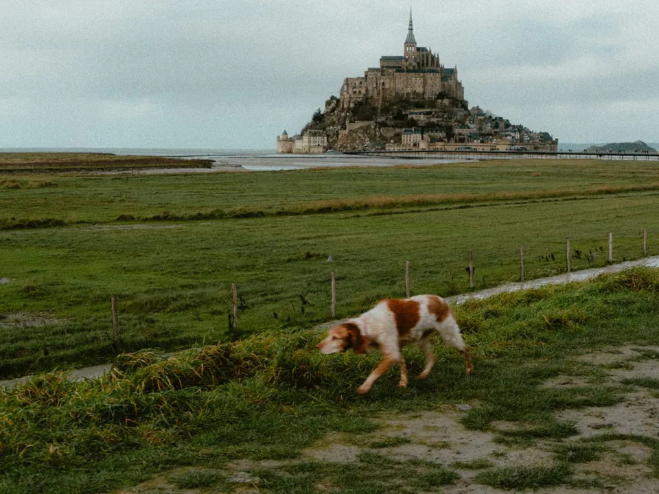 Un chien blanc et roux traverse un pré, le Mont-Saint-Michel au loin sous un ciel gris.