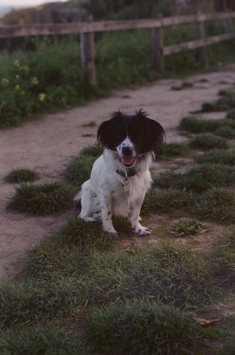 Un chien noir et blanc assis sur un chemin de terre, devant une barrière en bois, photo sur pellicule.
