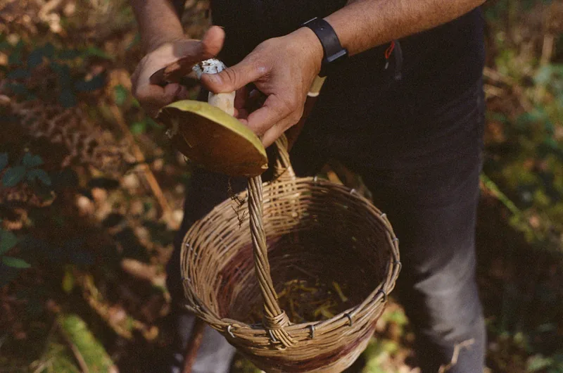 Deux mains nettoient au couteau le pied d’un champignon au-dessus d’un panier en osier, photo sur pellicule.