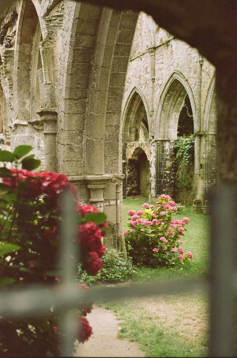 Les arcades en ruine d’un cloître, vues à travers une grille, avec des rosiers en fleurs et une pelouse.