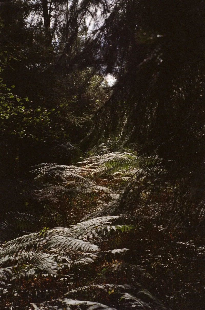 Des fougères éclairées par une trouée de lumière au milieu d’un sous-bois sombre.