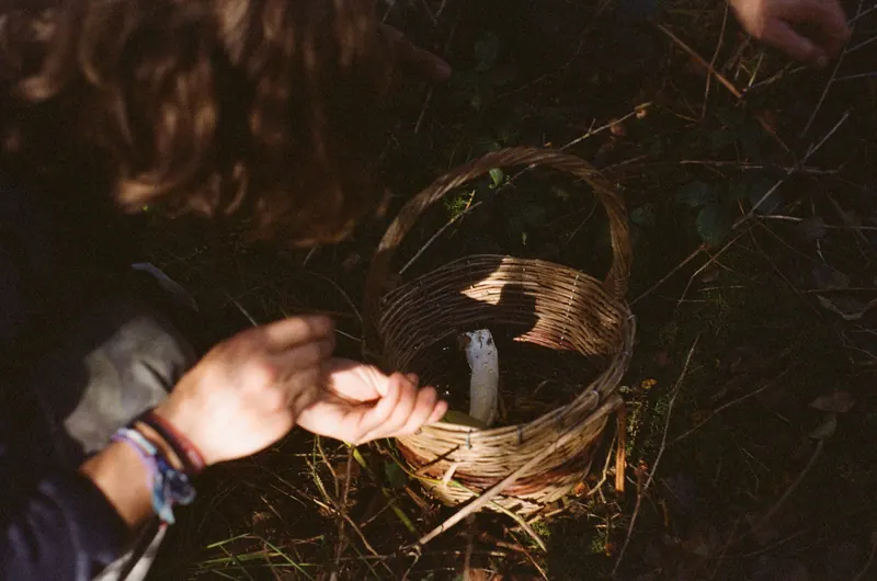 Deux mains sortent des herbes hautes en tendant un panier d’osier ; la lumière passe à travers les feuilles.