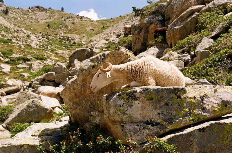 Un mouton couché sur un rocher, au milieu d’un versant de montagne herbeux et rocailleux.
