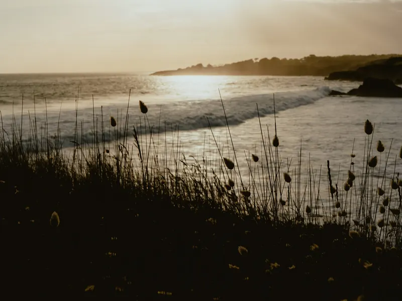 Des herbes à contre-jour au premier plan, au-dessus d’une plage où la houle arrive en longues lignes, sous un soleil bas.