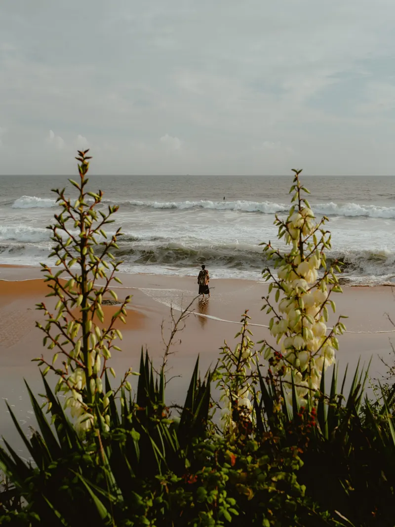 Des yuccas en fleurs au premier plan ; derrière, une personne se tient au bord de l’eau, sur une plage où déferlent les vagues.