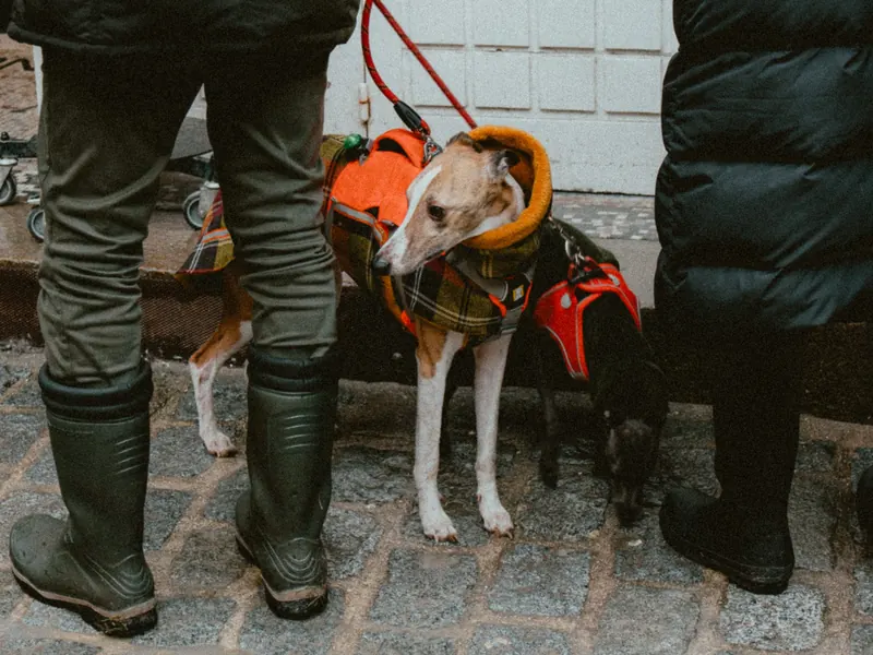 Sur des pavés, un lévrier en manteau écossais au col orange attend entre des jambes en bottes de caoutchouc ; derrière lui, un chien noir en harnais rouge.