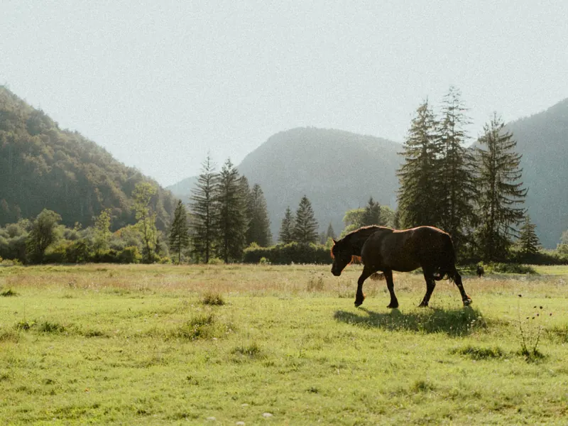 Un cheval brun marche dans un pré ensoleillé, devant des sapins et des montagnes boisées voilées de brume.