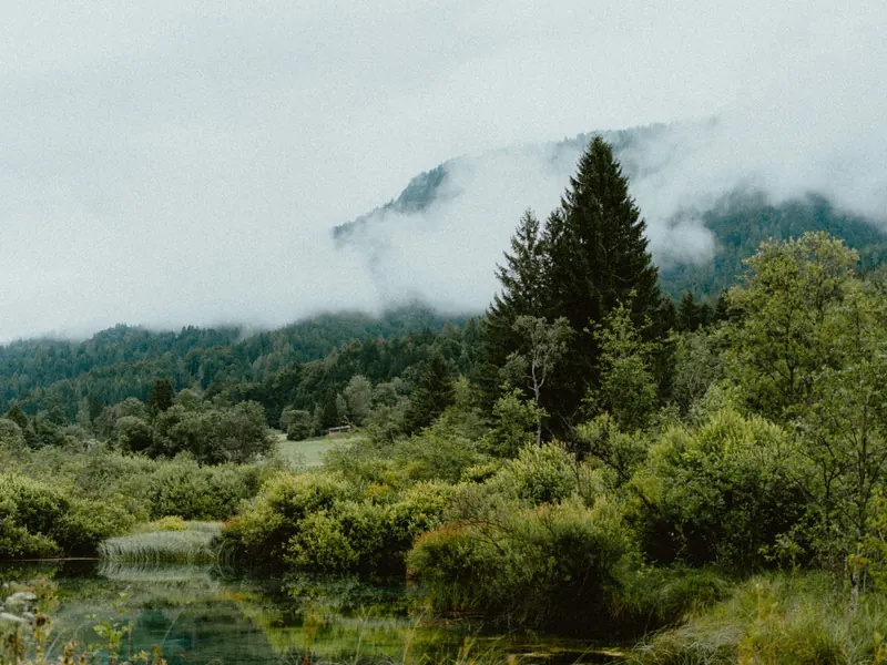 Un étang bordé de buissons et de deux grands sapins, devant des montagnes boisées où s’accrochent des nuages bas.