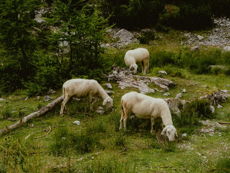 Trois moutons blancs broutent l’herbe d’un pâturage de montagne parsemé de pierres, d’arbres et de branches tombées.
