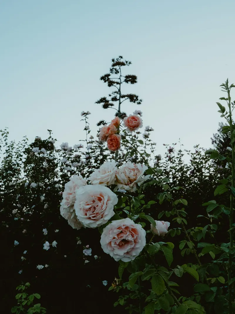 Des roses pâles et saumon en haut d’une haie fleurie, sous un ciel clair de fin de journée.