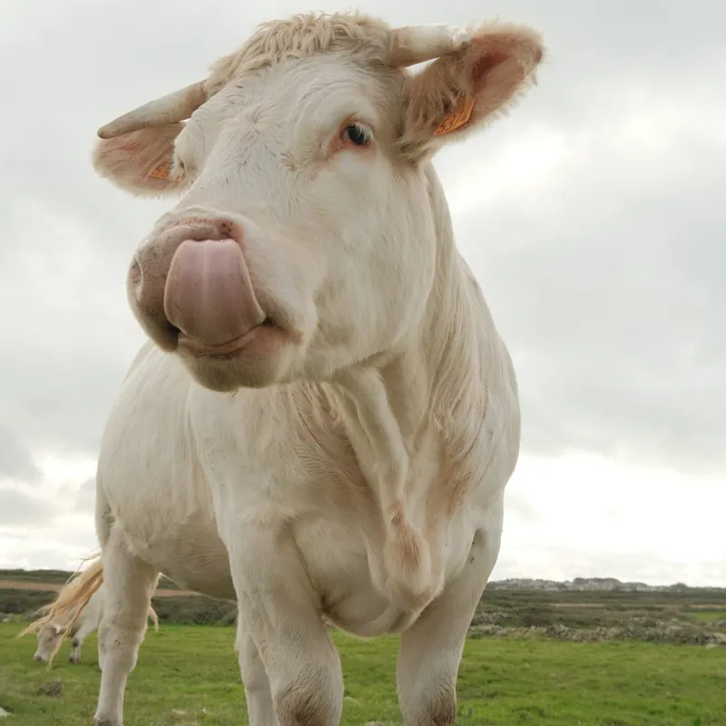 Une vache blanche tire la langue face à l’objectif, dans un pré sous un ciel gris.